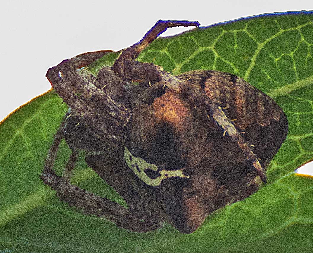 Araneus angulatus